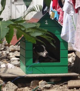 The first dog house delivered and a very satisfied tenant 