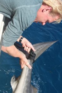 Presenter Menno Bentveld holds on to the tail of a tiger shark being tagged for scientific research Credit: Jan Veenhoven